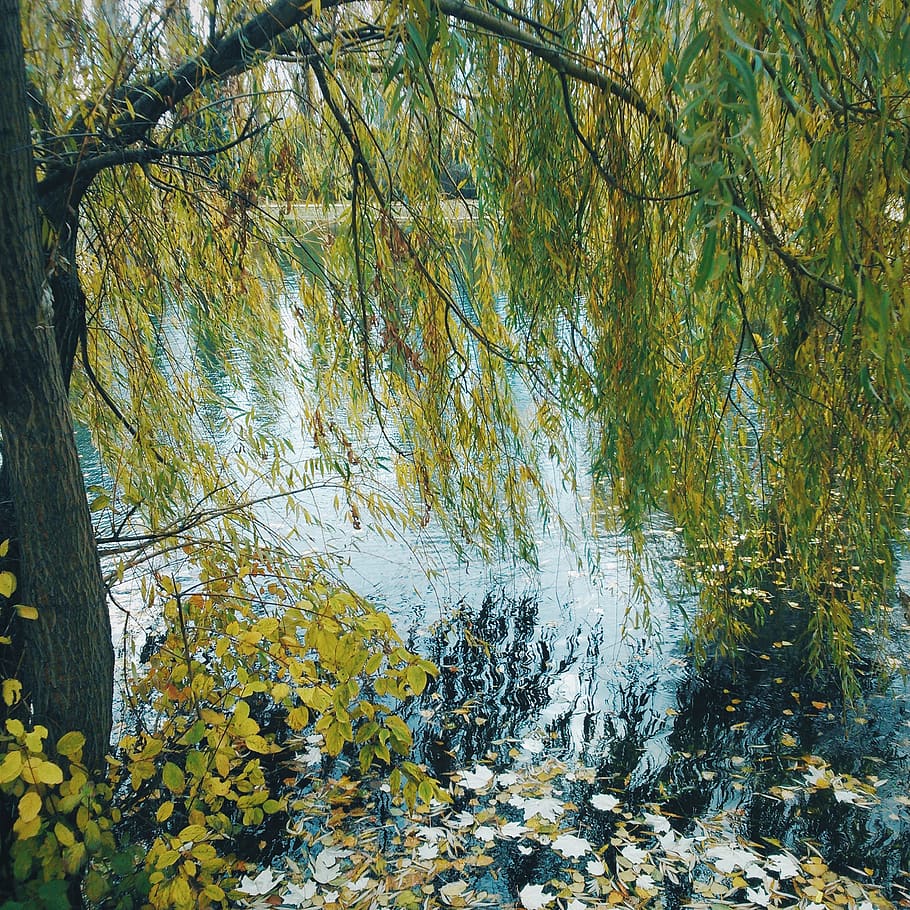 willow, autumn, lake, tree, plant, water, beauty in nature HD wallpaper