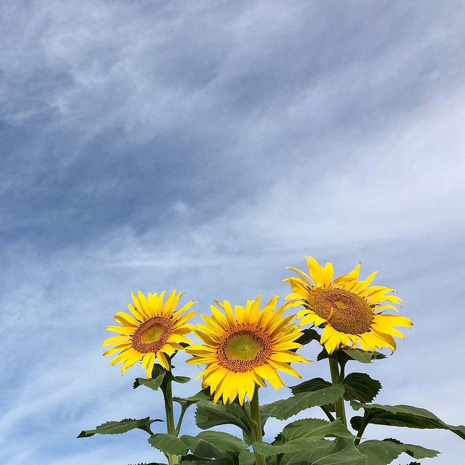 sunflowers, blue sky, flowering plant, freshness, yellow, cloud - sky HD wallpaper