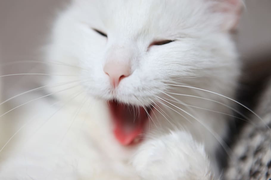 white, cat, yawn, pet, face, whisks, mouth, tired, animal themes HD wallpaper