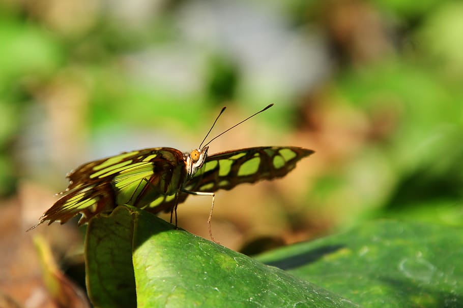 malachite butterfly, insect, wing, nature, green, edelfalter, HD wallpaper