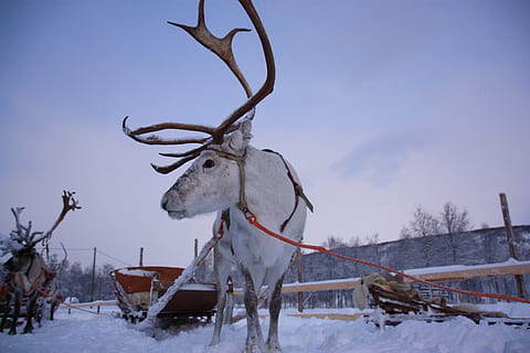 lapland, snow, rennes, winter, cold temperature, deer, animal HD wallpaper