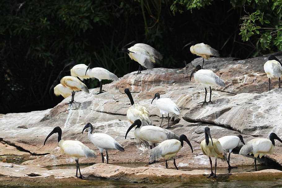 bird, water, rock, trees, aquatic birds, animals in the wild HD wallpaper