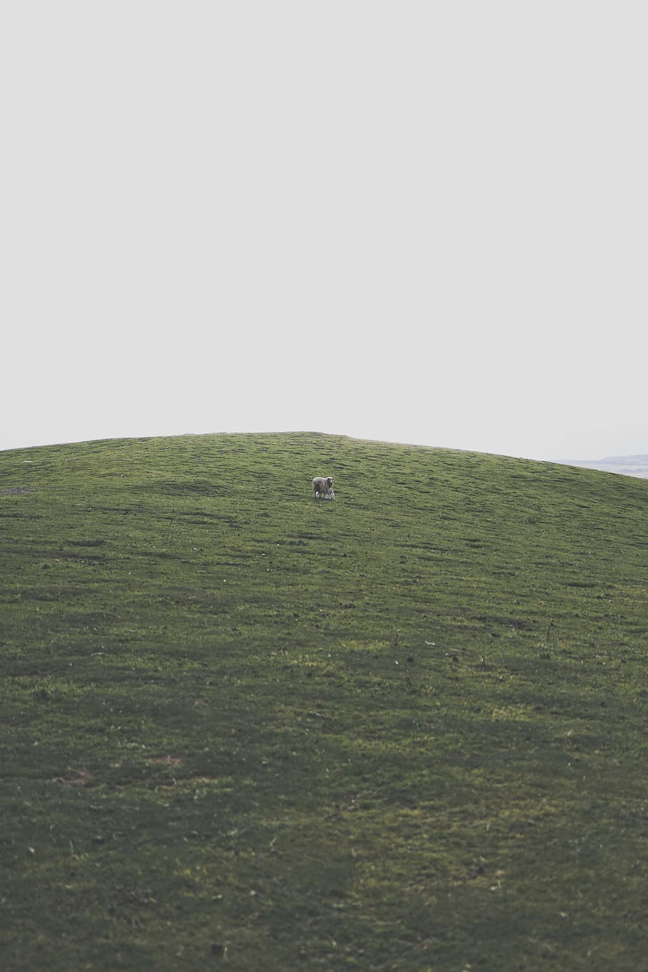 australia, willunga, hillside, sheep, travel, adventure, grass HD wallpaper