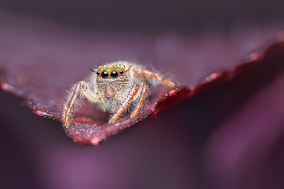 spider, jumping, tiny, nature, animal, wild, insect, animal themes HD wallpaper