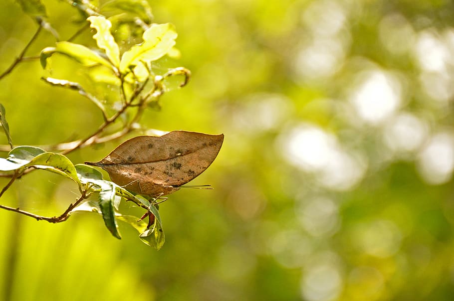 sun, leaf, butterfly, insect, forest, plant, nature, plant part HD wallpaper