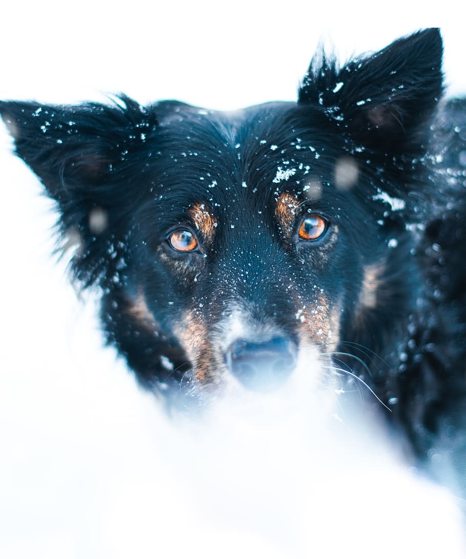 black dog, mammal, canine, domestic animals, pets, one animal HD wallpaper