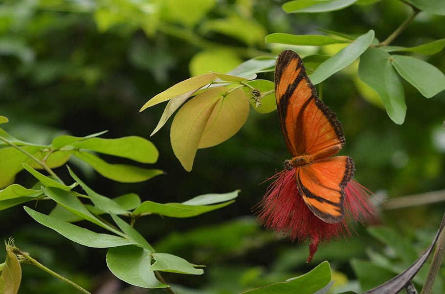 butterfly, torch, orange, exotic, tropical, plant, beauty in nature HD wallpaper