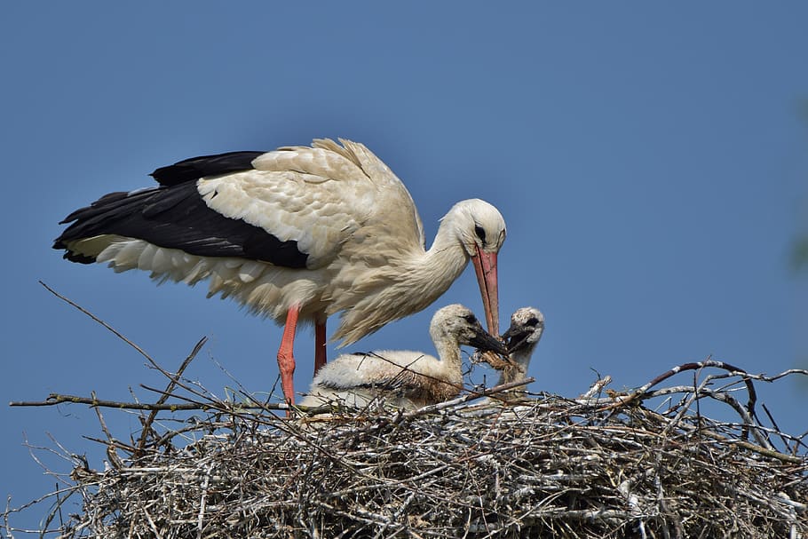 white stork, storchennest, stork young, stork chicks, stork feeding, HD wallpaper