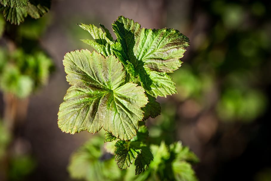 leaves, branch, bush, green, currant leaves, spring, nature HD wallpaper