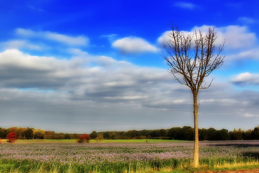 autumn, tree, blue sky, clouds, kahl, field, arable, landscape HD wallpaper