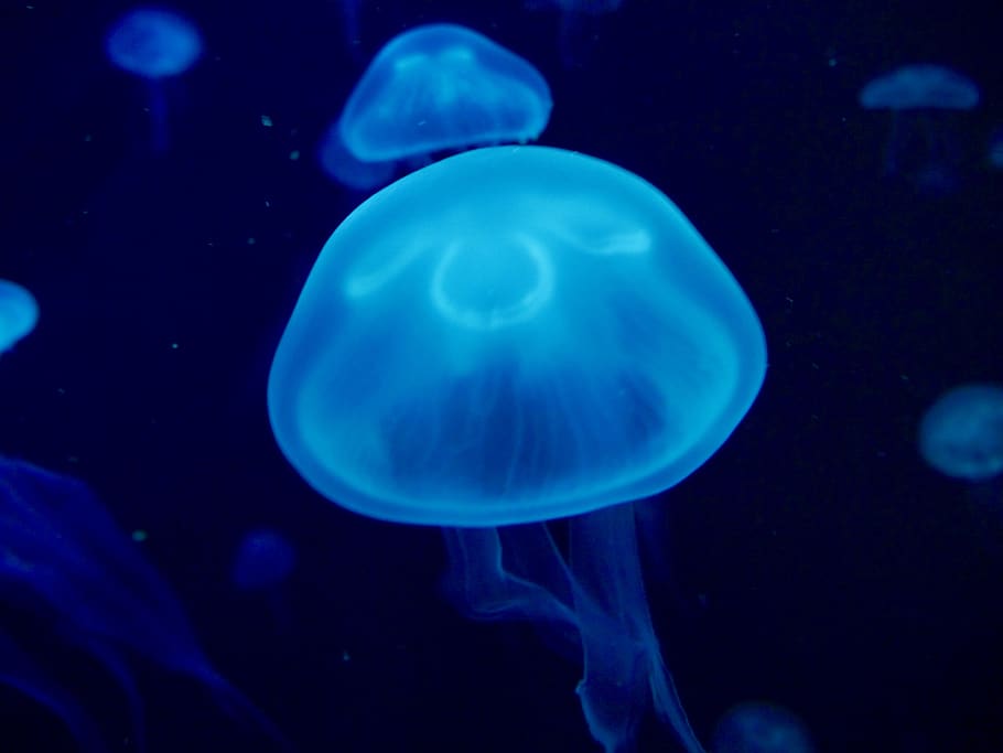 two blue jellyfish, sea life, invertebrate, animal, clam, seashell HD wallpaper