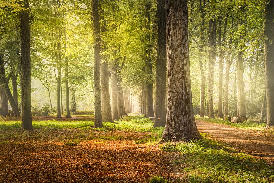 lane, trees, beech, nature, landscape, sky, forest, road, path HD wallpaper