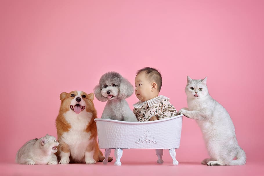 pets, cute, cat, dog, mammal, animal, animal themes, domestic HD wallpaper