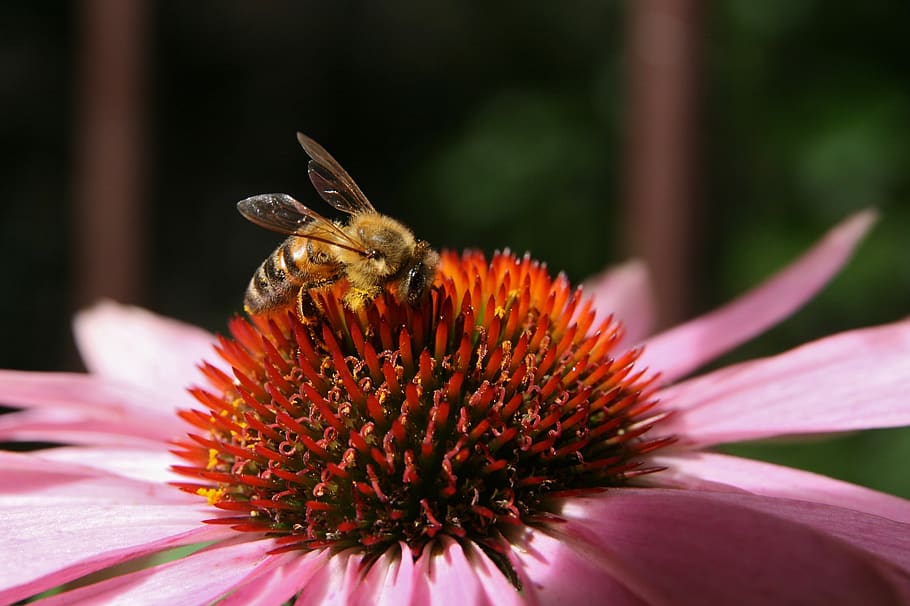 bee, bees, wing, echinacea, stamens, blossom, bloom, insect HD wallpaper