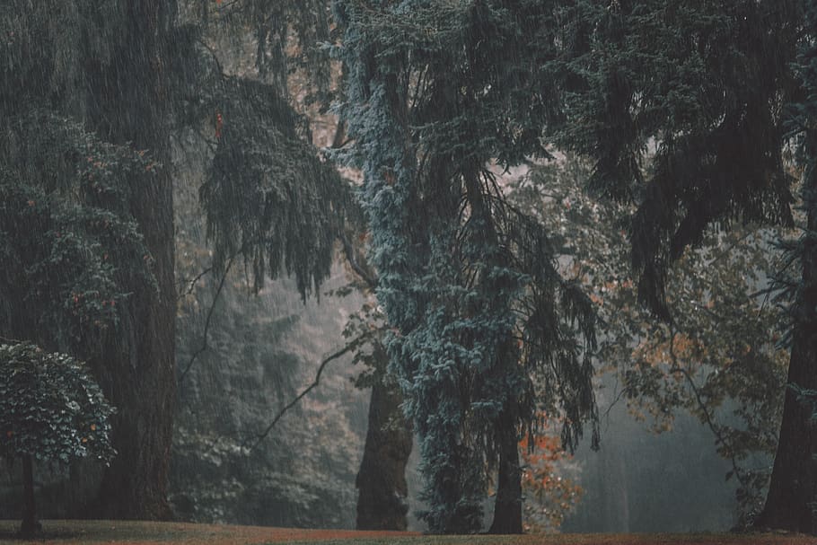 green trees, plant, conifer, abies, fir, larch, tree trunk, pine HD wallpaper