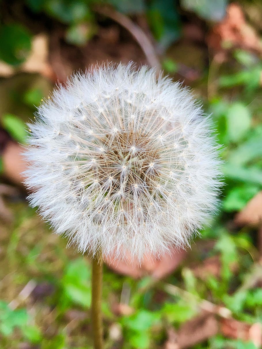 dandelion, flower, nature, macro, spring, field, fragility HD wallpaper