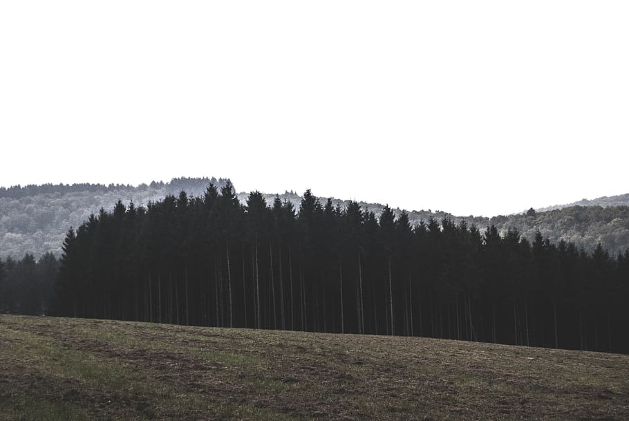 wood, woods, tree, nature, jungle, forest, bunch, landscape HD wallpaper