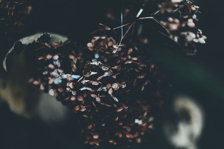 faded, dead, nature, wild, dried, botanical, plant, dark, shadow HD wallpaper