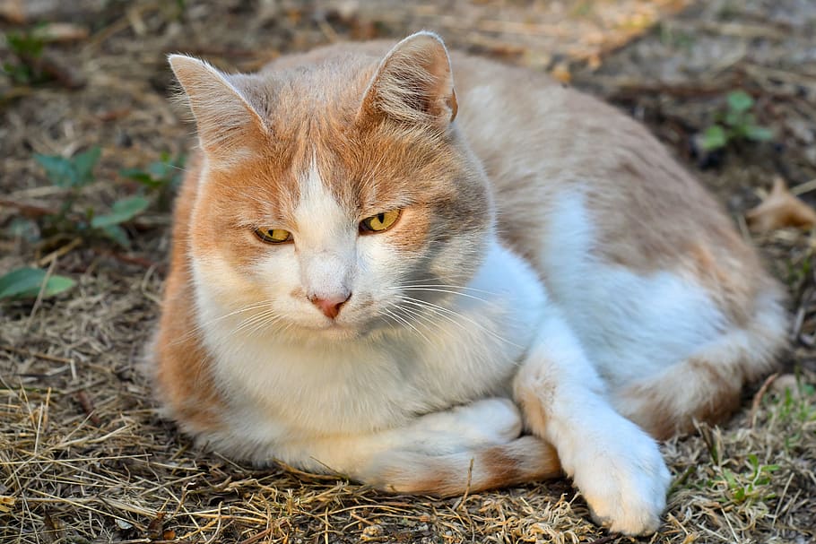 cat, lying, feline, soil, outside, animal, roux, white, animal themes HD wallpaper