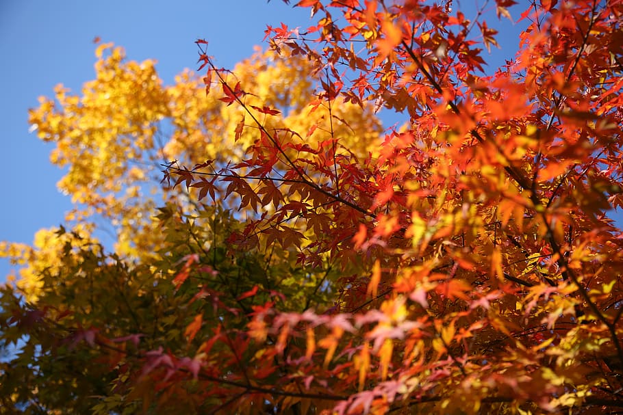 autumn, tree, change, plant, branch, beauty in nature, orange color HD wallpaper