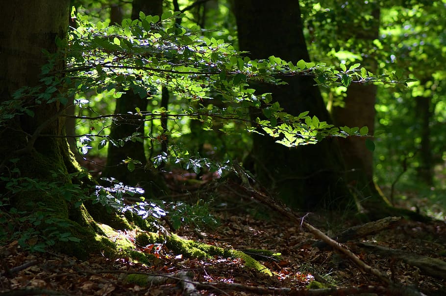 forest, forest floor, leaves, moss, light, incidence of light HD wallpaper
