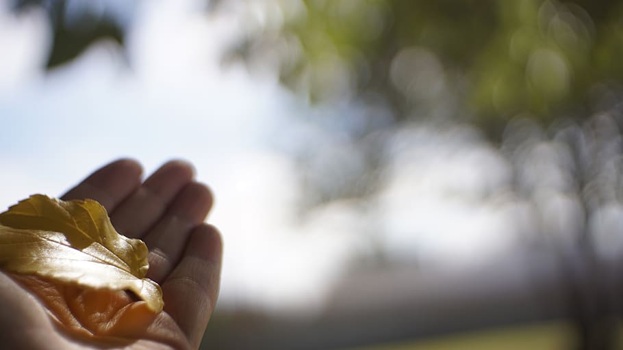 leaf, fall, hand, bokeh, blur, depth of field, hope, human body part HD wallpaper