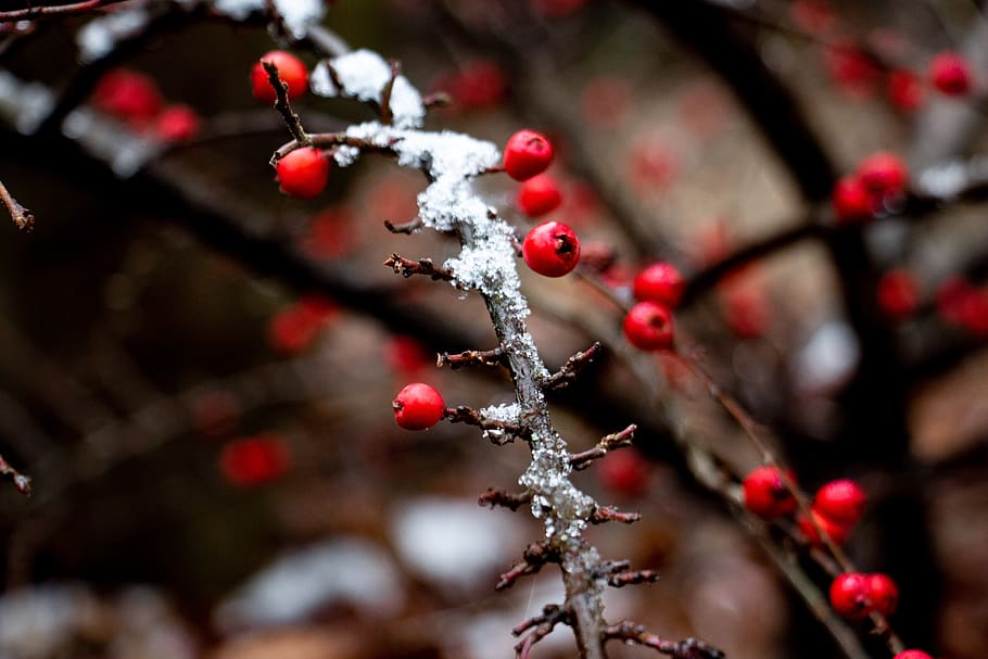 berry, winter, snow, red, tree, nature, bush, sprig, flora HD wallpaper