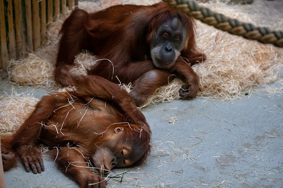 zoo, wildlife, monkeys, mammal, animal, animal themes, vertebrate HD wallpaper