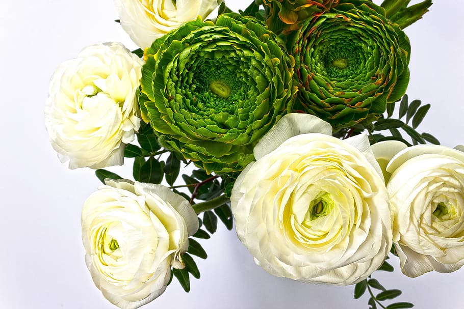 ranunculus, blossom, bloom, spring, nature, plant, white, yellow HD wallpaper