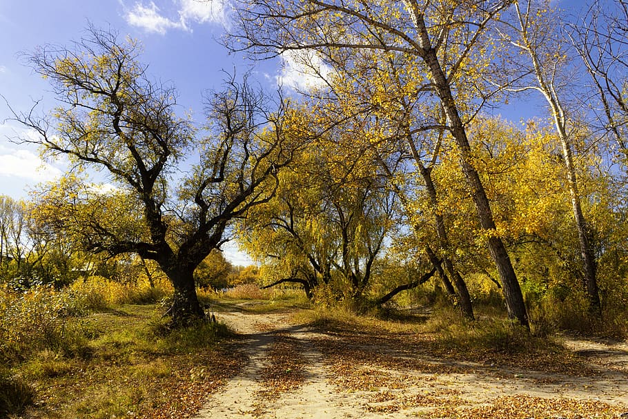 landscape, trees, autumn, plant, beauty in nature, growth, tranquility HD wallpaper