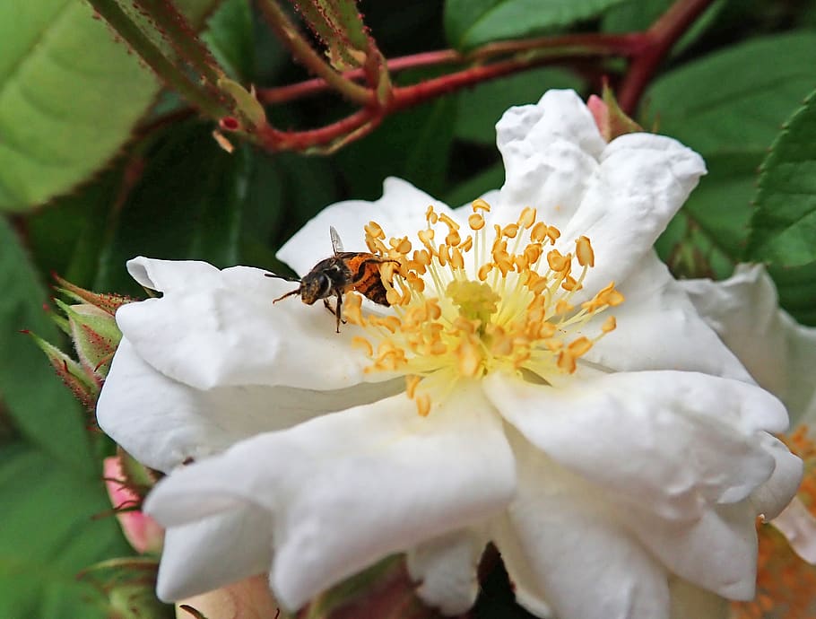 bee, native, australian, insect, pollen, garden, nature, flower HD wallpaper