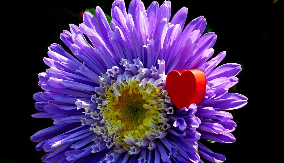 flower, aster, blue, garden, summer, nature, macro, the petals HD wallpaper