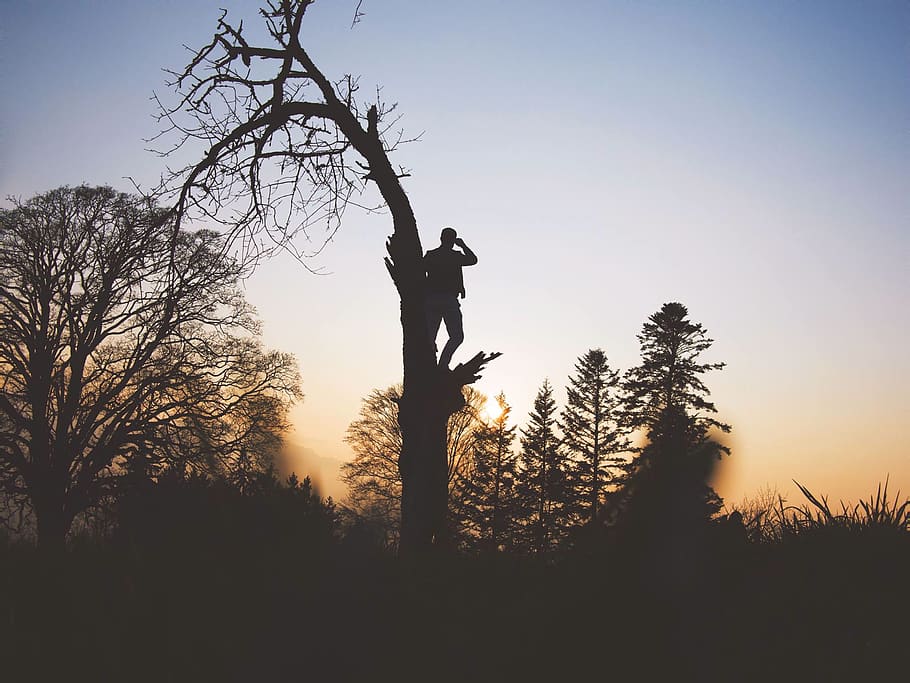 trees, branch, plant, nature, sky, sunset, silhouette, people HD wallpaper