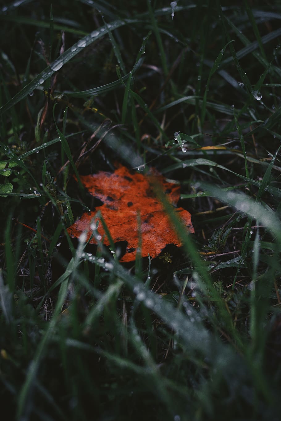 leaves, vsco, raindrop, waterdrop, wallpaper, rain drop, background HD wallpaper
