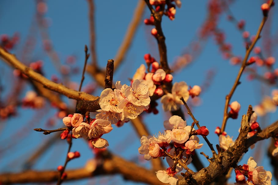 spring, apricot, flower, sky, bloom, garden, apricots, rosa HD wallpaper