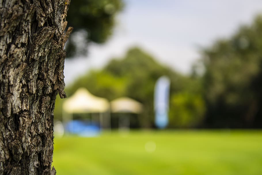 plant, tree, tree trunk, field, grass, outdoors, golf course HD wallpaper