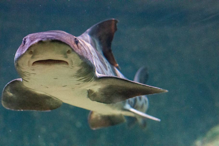 gray fish, animal themes, animals in the wild, vertebrate, sea HD wallpaper