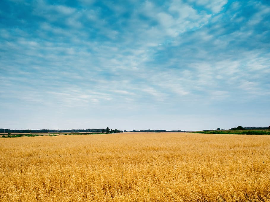 field, sky, wheat, barley, grain, summer, nature, landscape, HD wallpaper