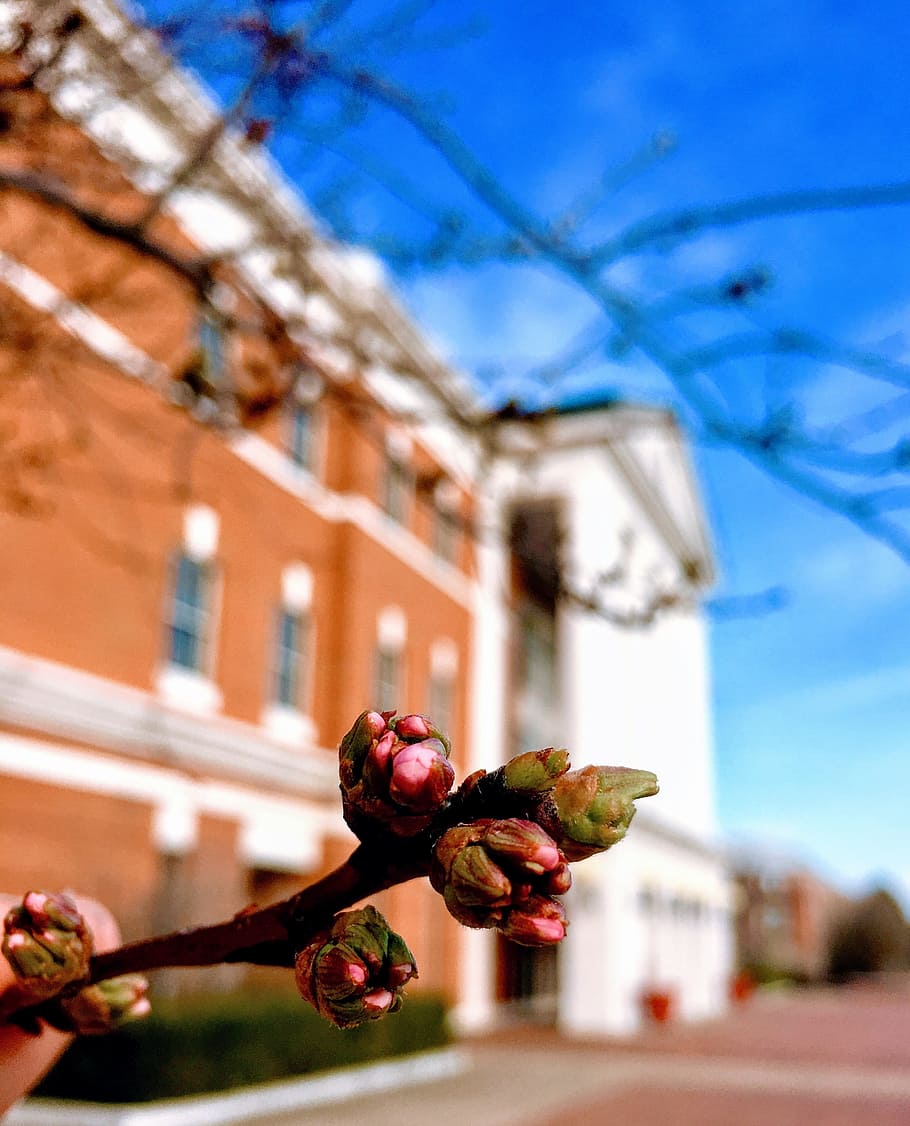 Close-up Photography of Flower Buds, architecture, blur, building HD wallpaper