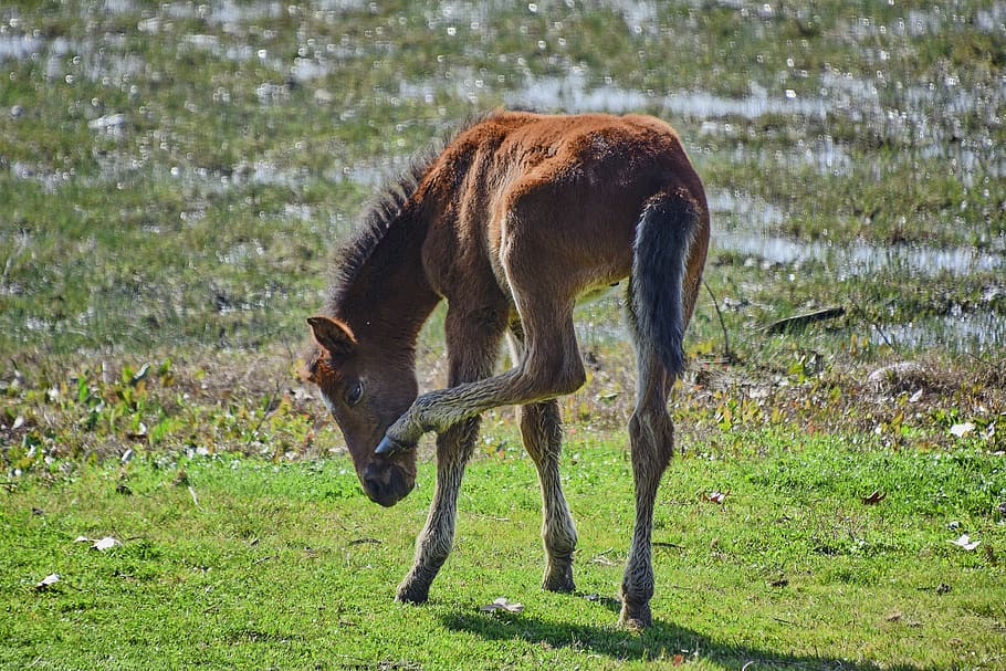 marsh, colt, water, animals, nature, animal themes, mammal HD wallpaper