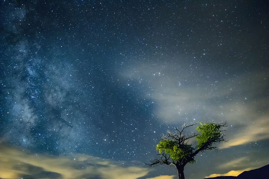 star, sky, blue, night, universe, starry, tree, star - space HD wallpaper