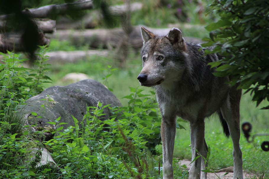 wolf, gray wolf, predator, zoo, gaiazoo, nature, wild, animals HD wallpaper