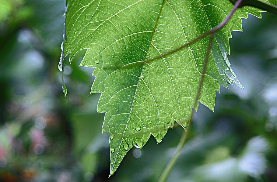 leaf, wine leaf, nature, plant, rain, raindrop, wet, climber plant HD wallpaper