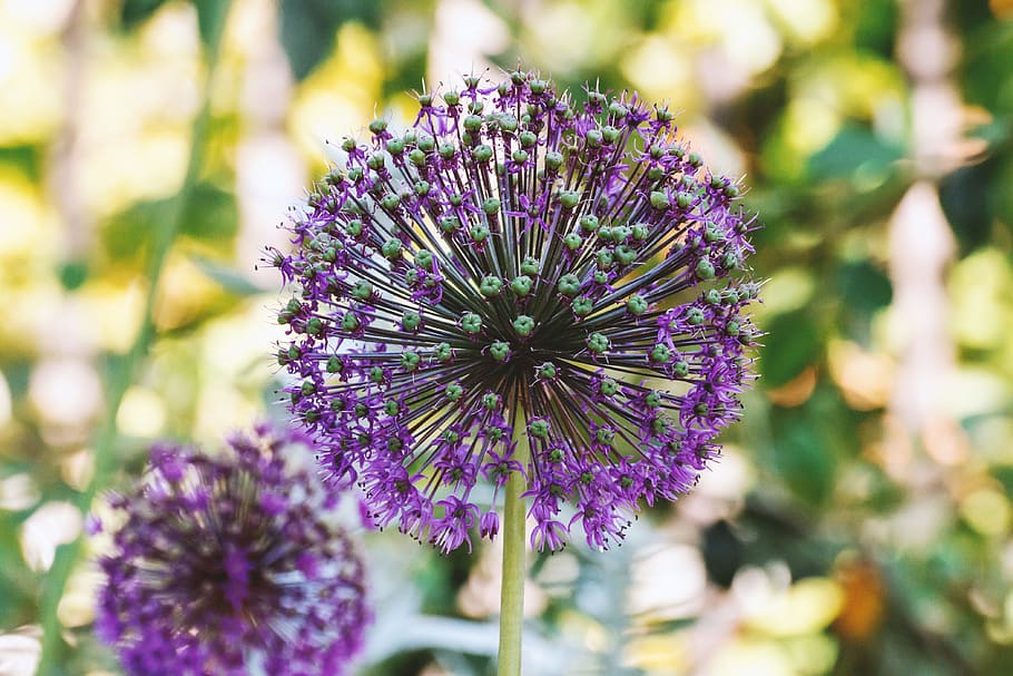Detail of beautiful flower in summer, flowering plant, purple HD wallpaper