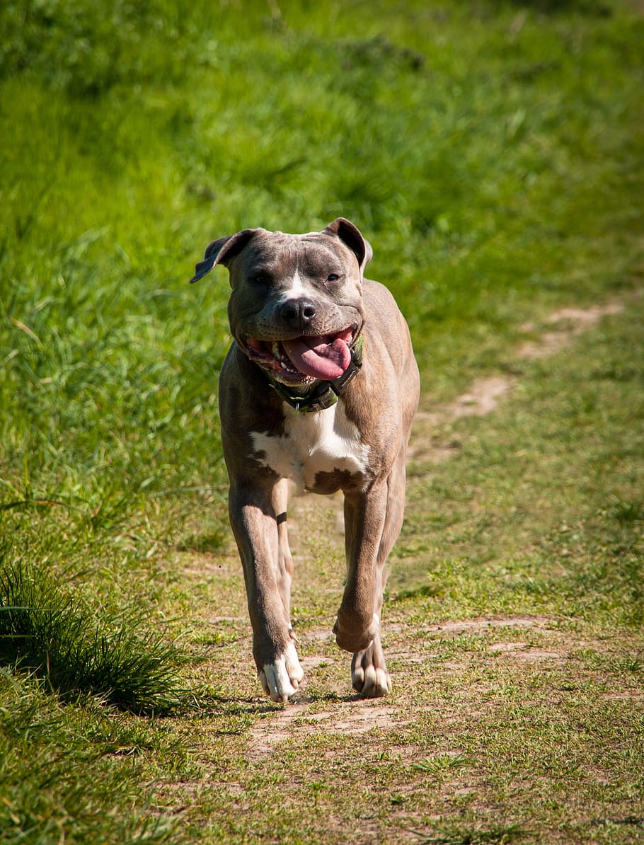 dog, race, run, grass, animal, pet, stafford, amstaff, movement HD wallpaper