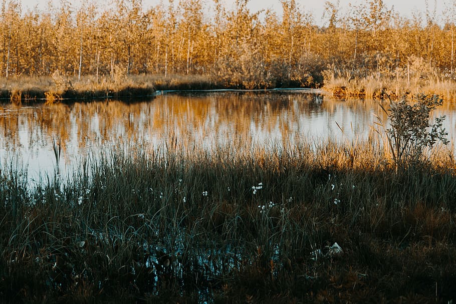 Green Leafed Plant Beside Lake, daytime, flowers, forest, grass HD wallpaper