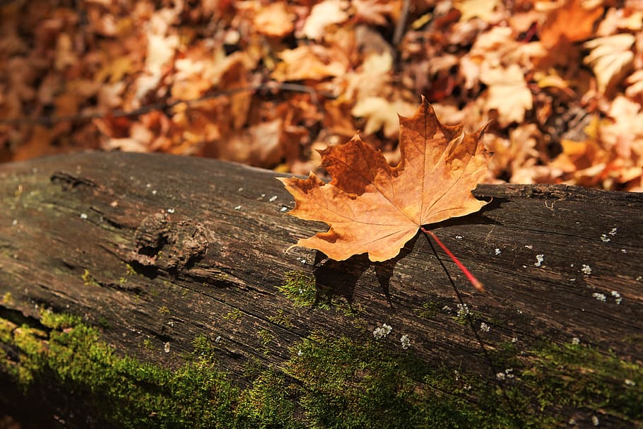 autumn, forest, scene, leaf, leaves, yellow, tree, park, wood HD wallpaper
