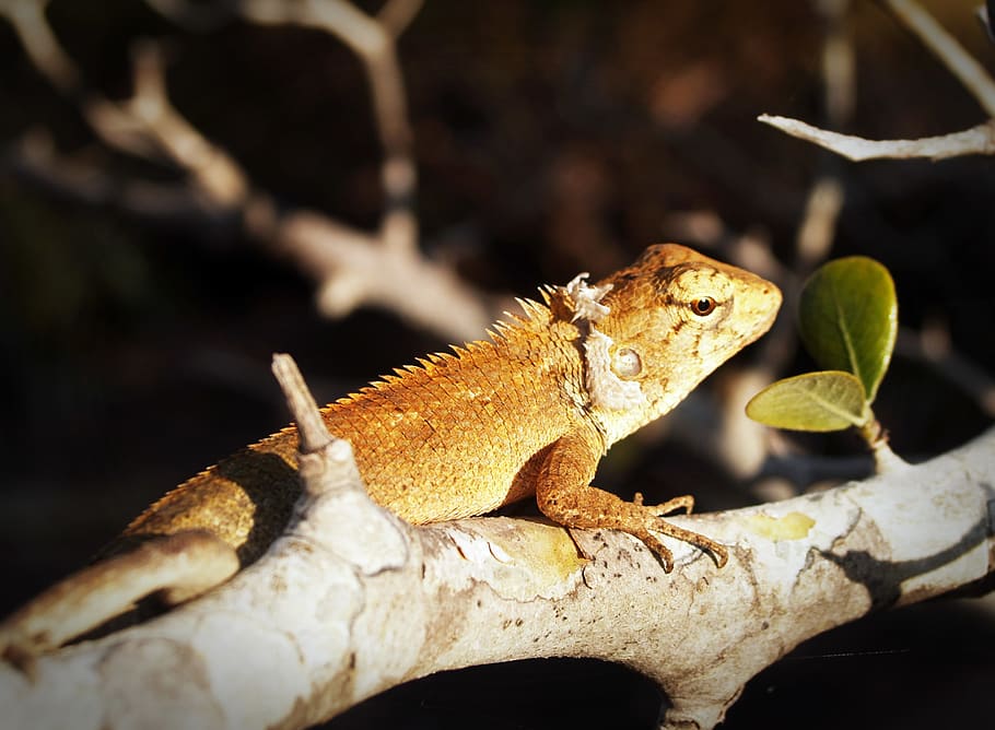 Brown Lizard on Branch, animal, background, blur, camouflage HD wallpaper