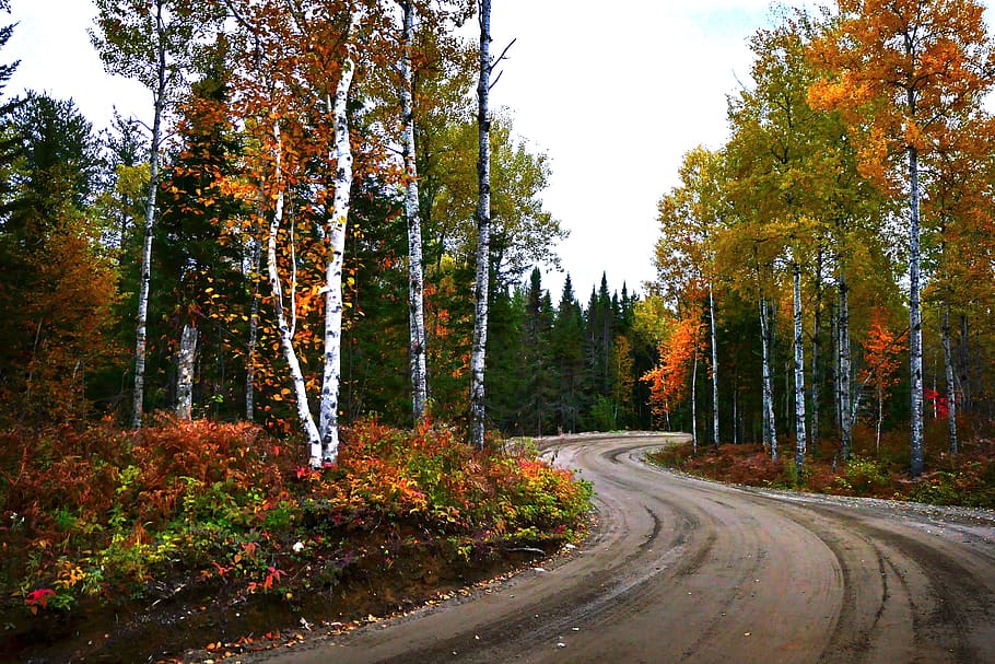 landscape, fall, nature, trees, forest, leaves, wood, path HD wallpaper