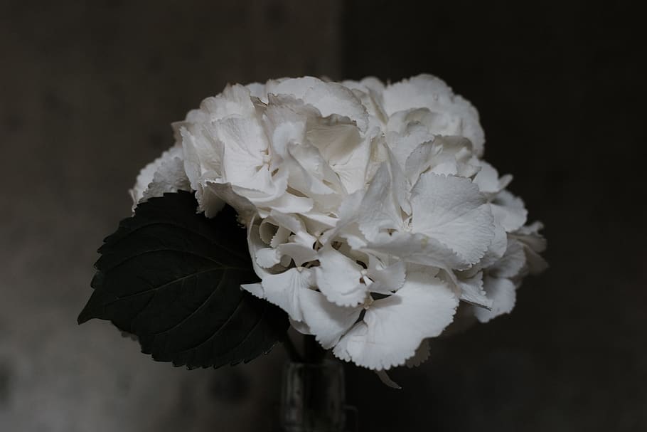 flower, simplicity, decor, nature, chic, simple, wallpaper HD wallpaper